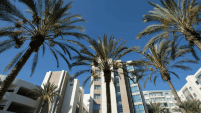 buildings and palm trees with blue sky