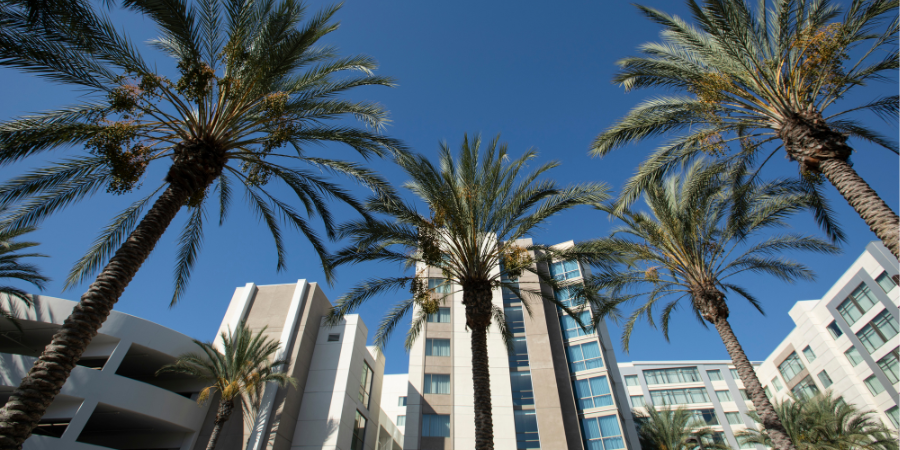 buildings and palm trees with blue sky